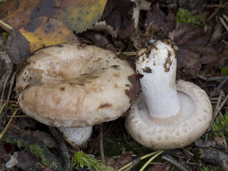 Lactarius musteus